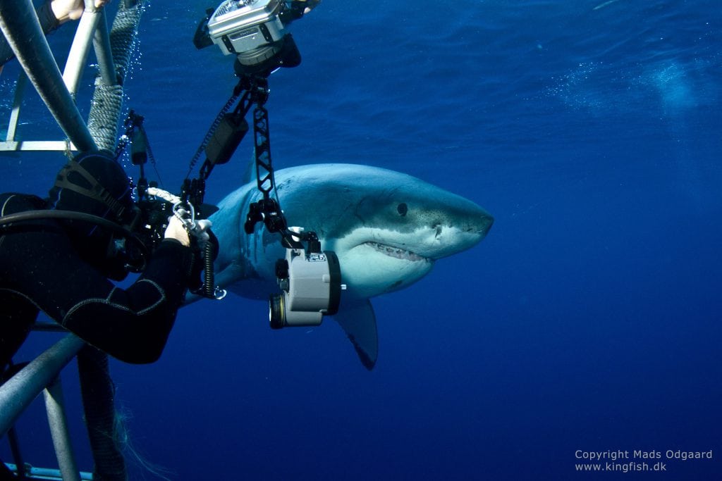 Kom helt tæt på hvidhajen