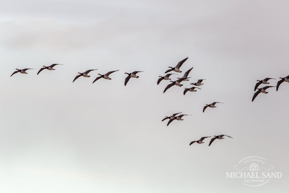 DOF advarer om gåse-massakre i Vadehavet