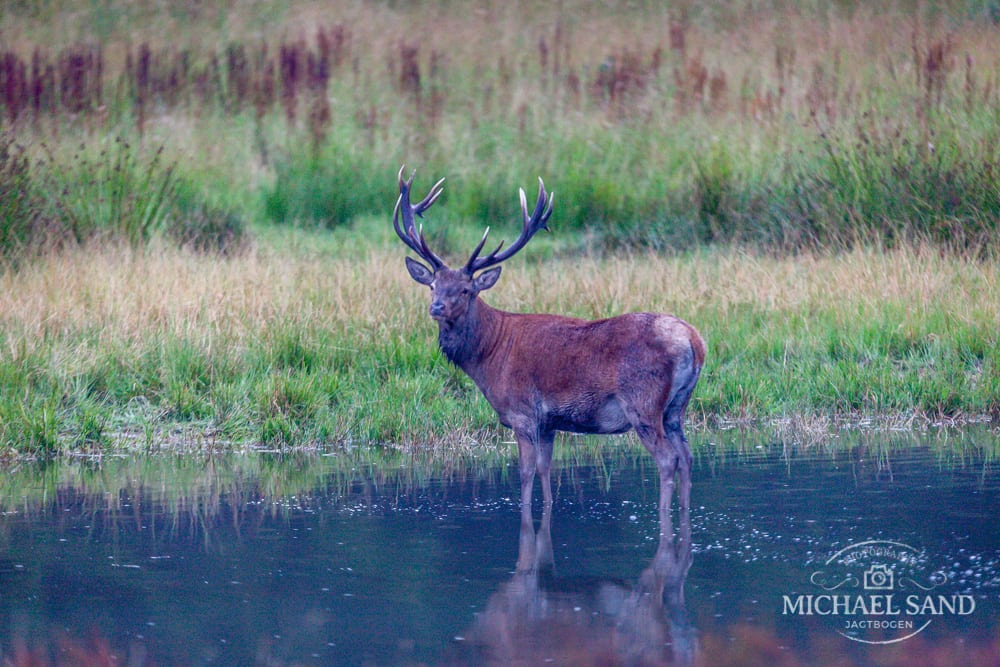 Referatskandale tager om sig Referatskandale tager om sig