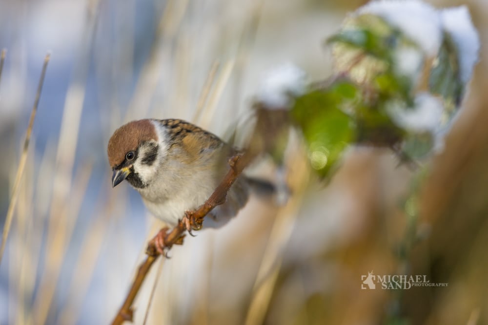Millioner af skovspurve i Danmark om vinteren