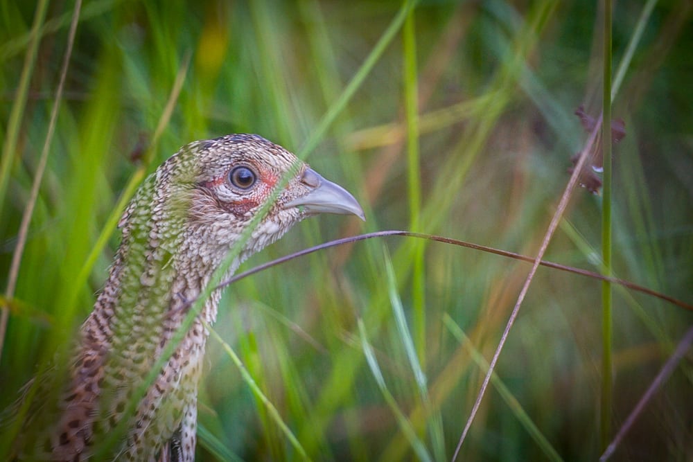 Fasanrede i flere etager