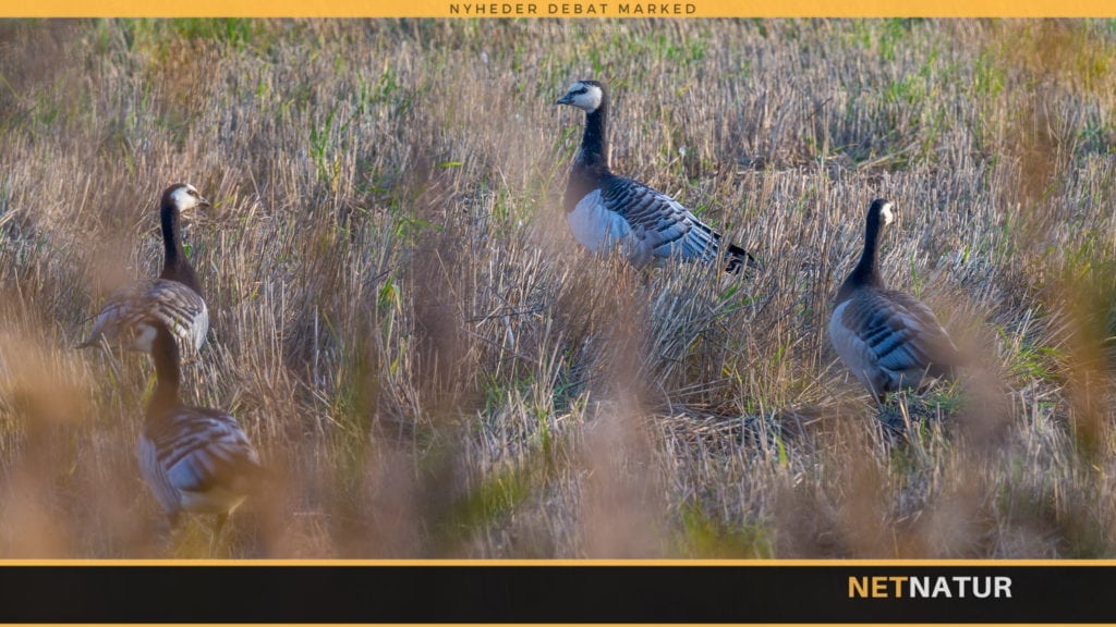 Bestanden af bramgæs er eksploderet