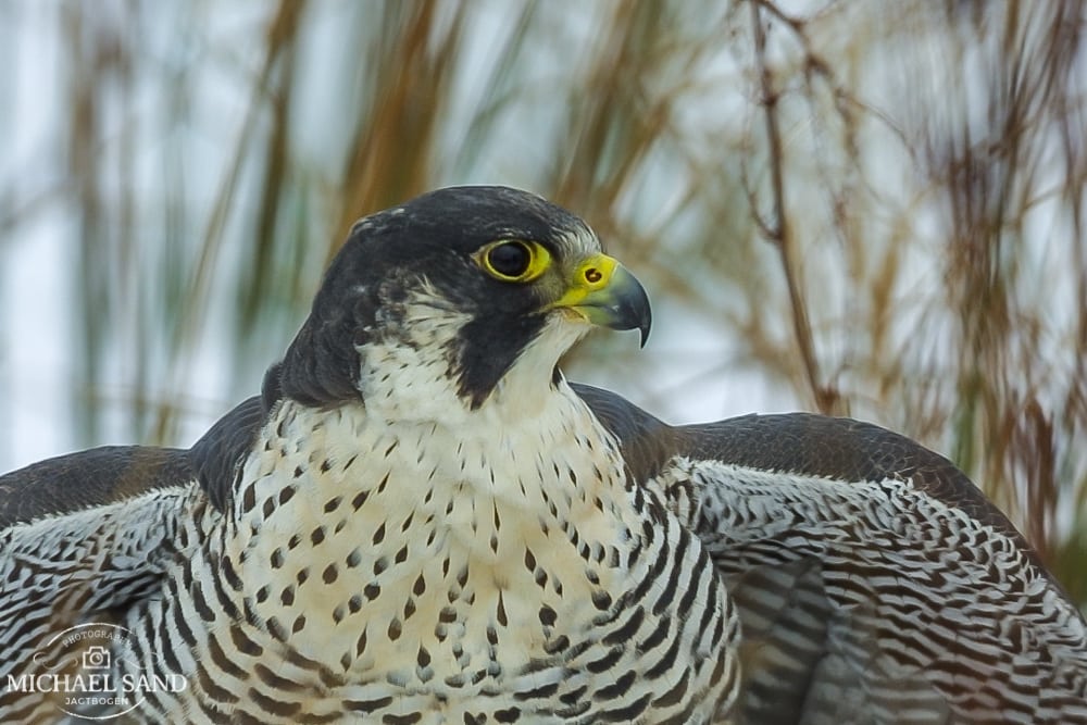 Droner må ikke forstyrre vandrefalke Video: Vandrefalk fodrer sine unger
