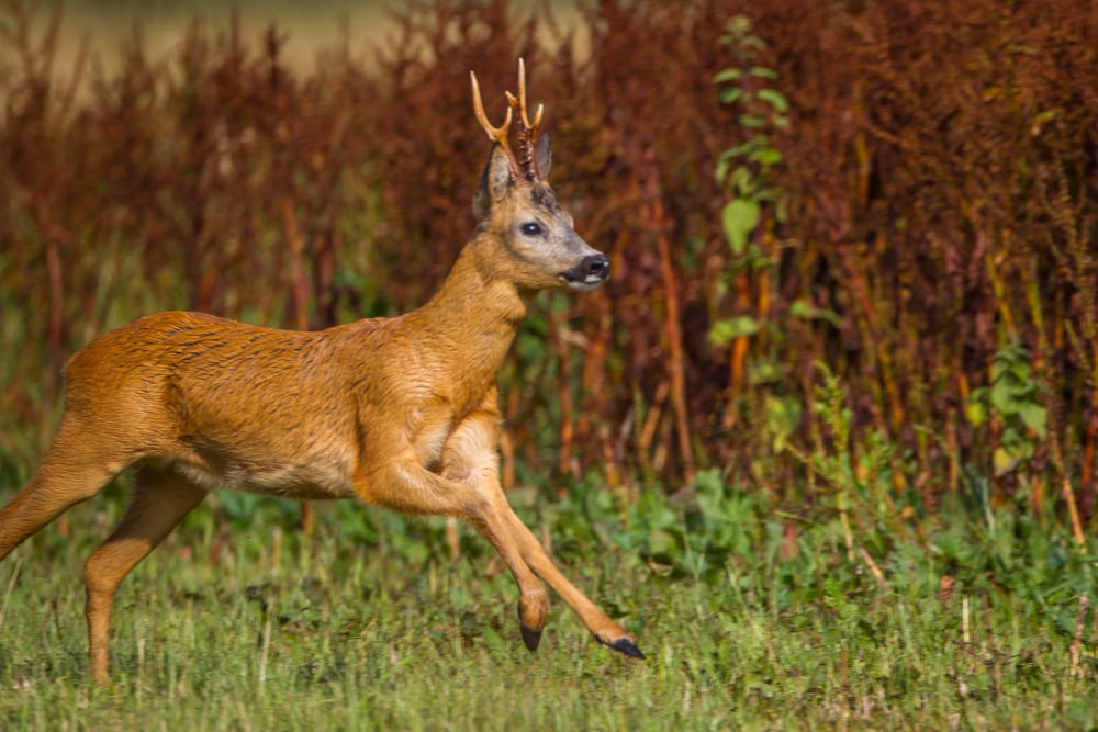 Grøn alliance afkræver grønne løfter af politikere