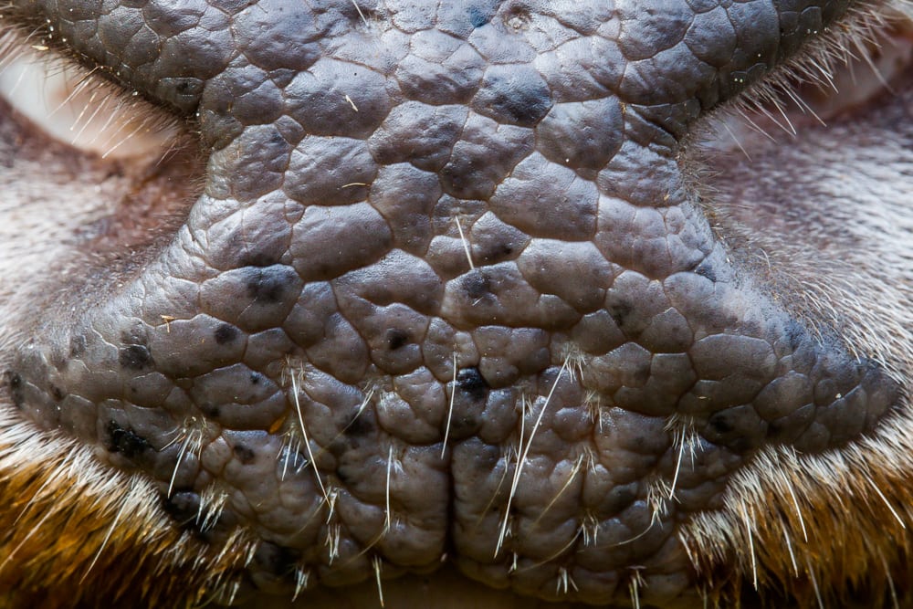 Jægerforbundets indre Donald Trump