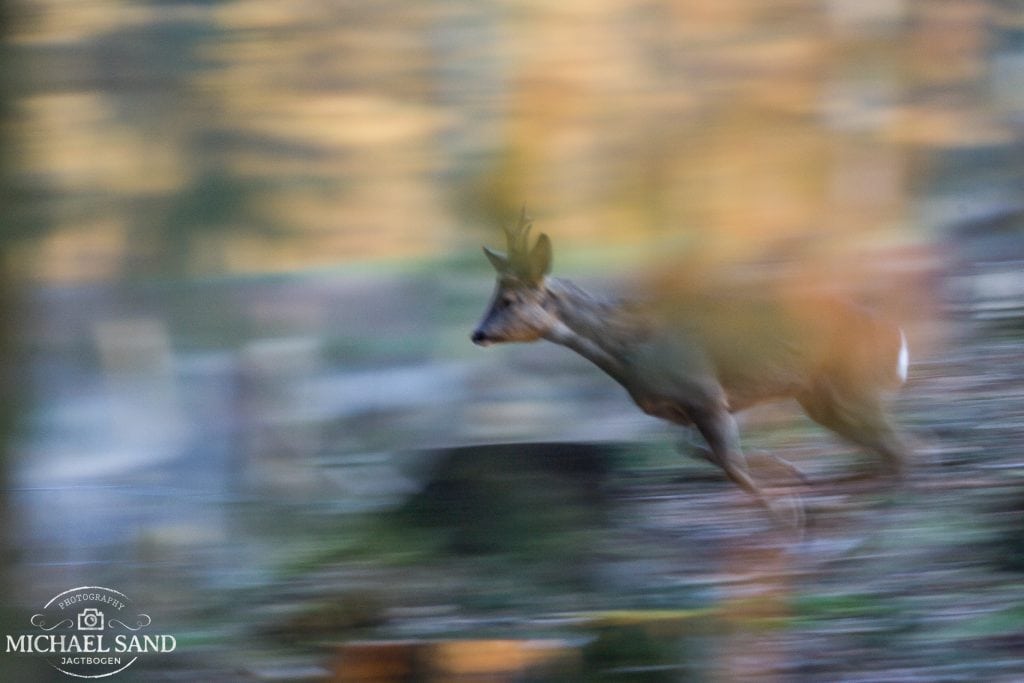 Flere penge ved eftersøgning af trafikskadet vildt