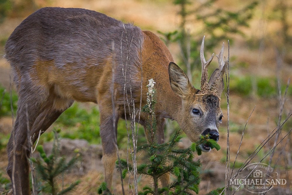 Ny film om vildtskader i skoven