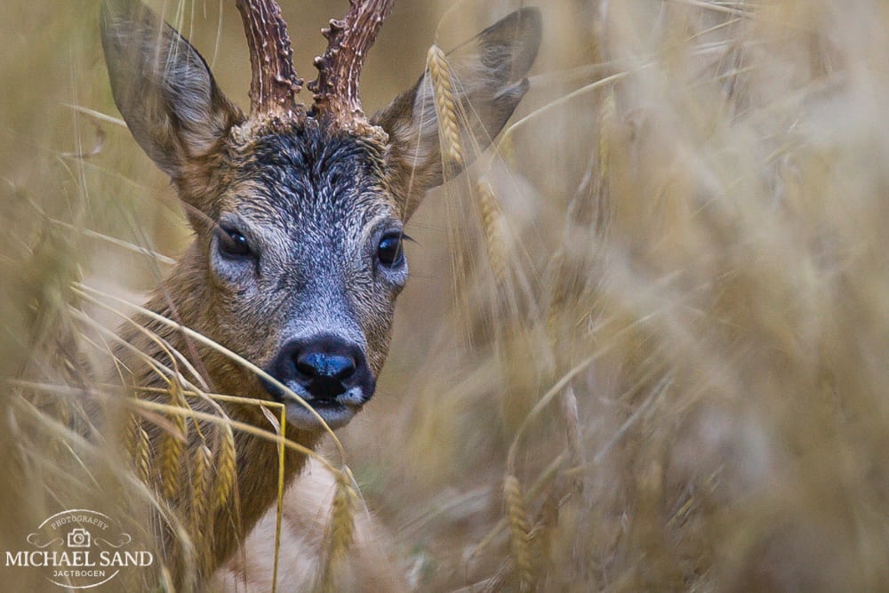 Zink- og kobberholdig gylle skal fortyndes