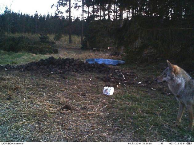 Endelig ulv i fotokassen