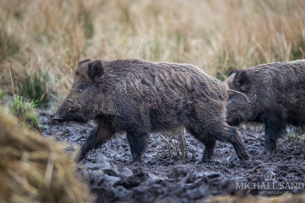 Tyskland tillader jagt i nationalpark
