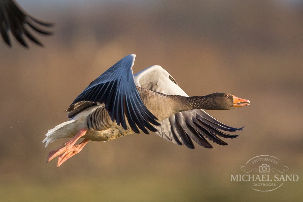 Gæs forurener sjældne søer