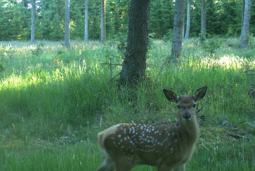 ”Etisk forkastelig afskydning” ”Etisk forkastelig afskydning”