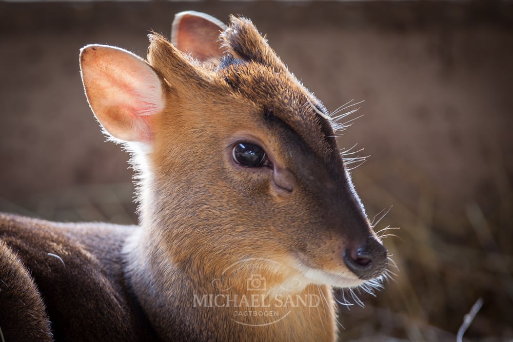 EU-dødslisten bliver snart aktiveret