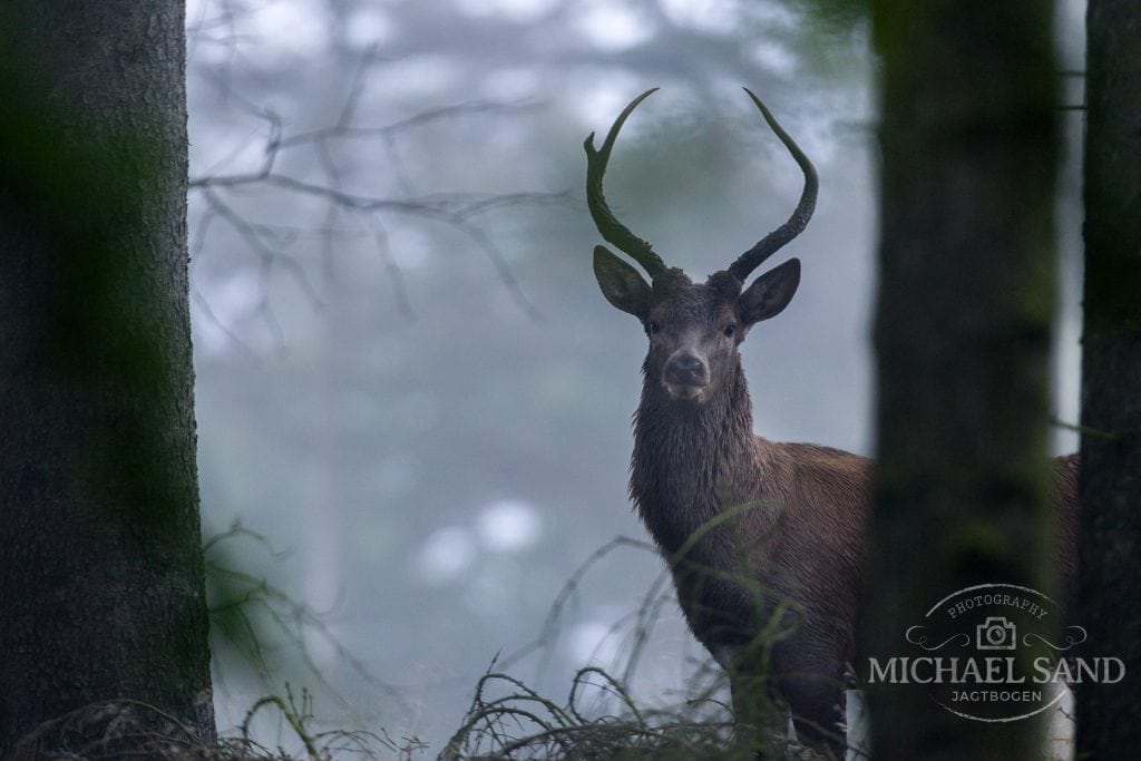 Leksikon over arter er opdateret