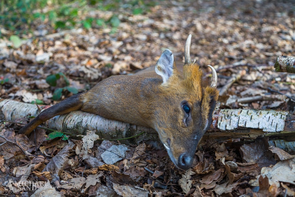 Muntjac er her endnu