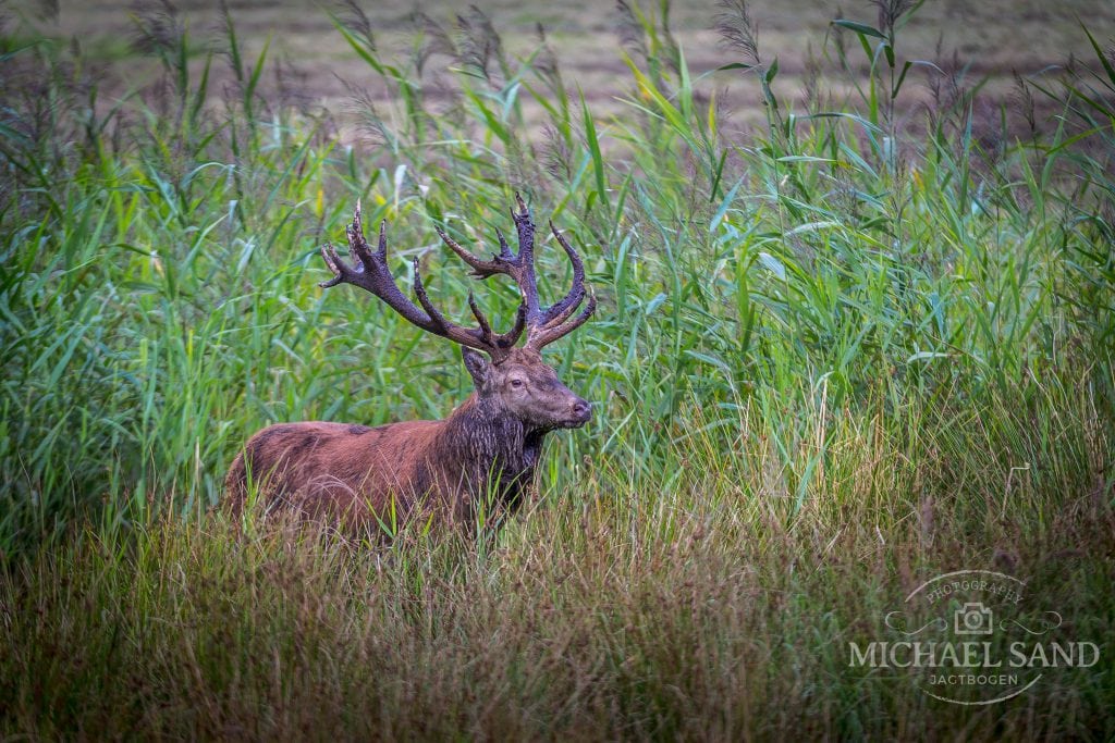 Konkurrence: Hvor mange krondyr blev der nedlagt i 60'erne