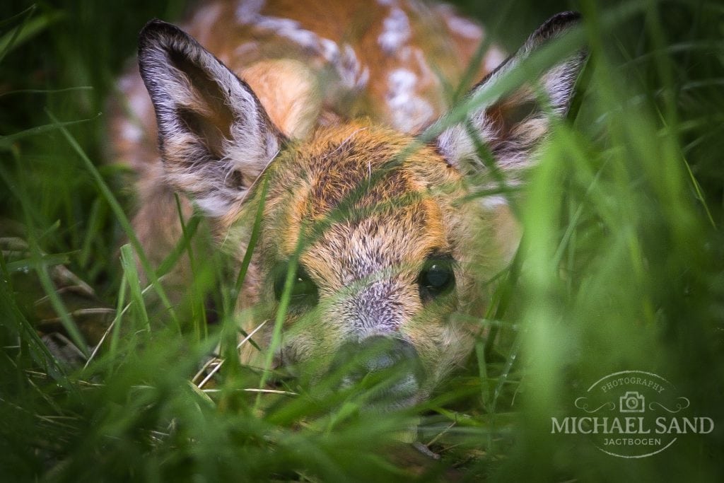 Vil ny milliard-industri spille vildtet ud af banen?