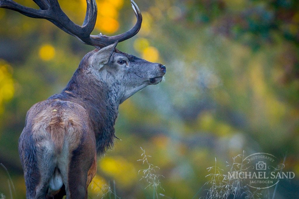 DNH udeblev fra høring