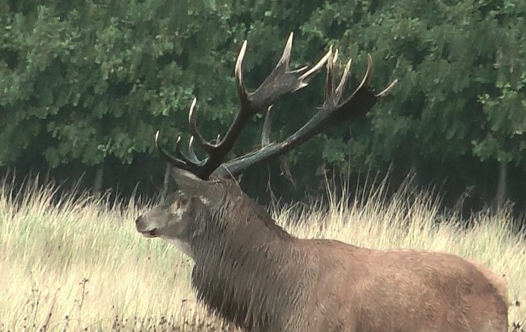 18 pladshjorte fotograferet på 2000 ha