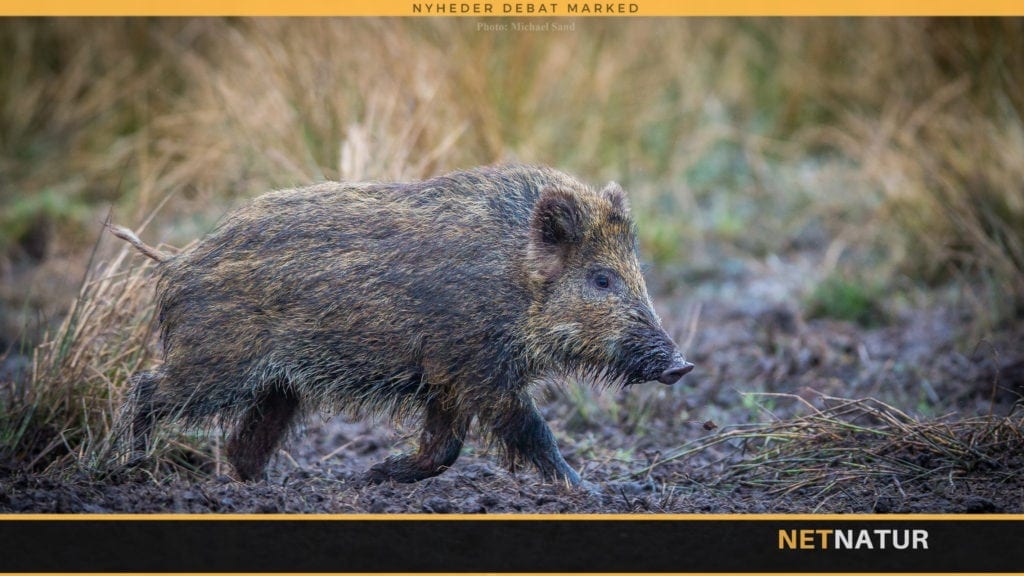 Nem og simpel skudteknik