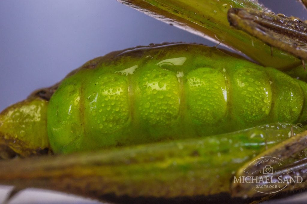 Insektfarm kan blive fremtidens landbrug