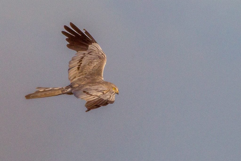 Fuglefotografer truer sjældne rovfugle