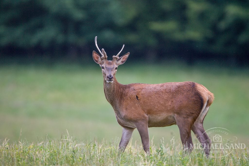 DCE forsker svarer på spørgsmål under hjortevildthøring
