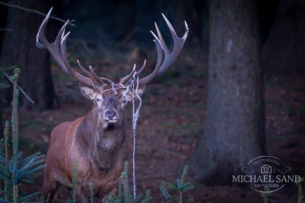 Politisk håndsrækning til jagten i Danmark