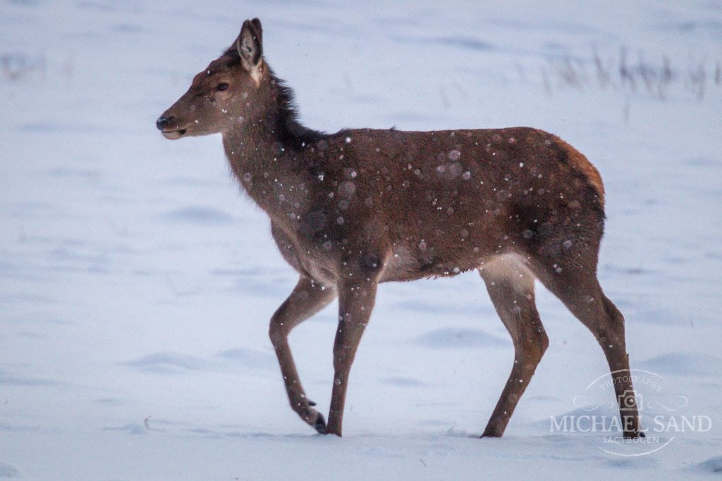 Søndagsfilm: Højlandsjagt på hind og kalv