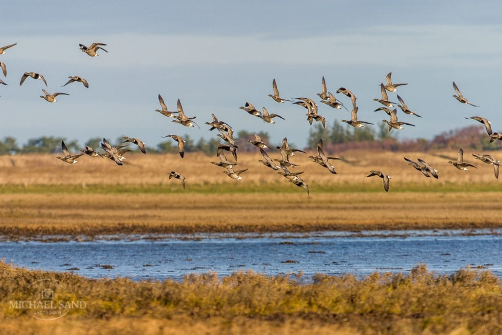 DCE om kvoter og adaptiv vildtforvaltning
