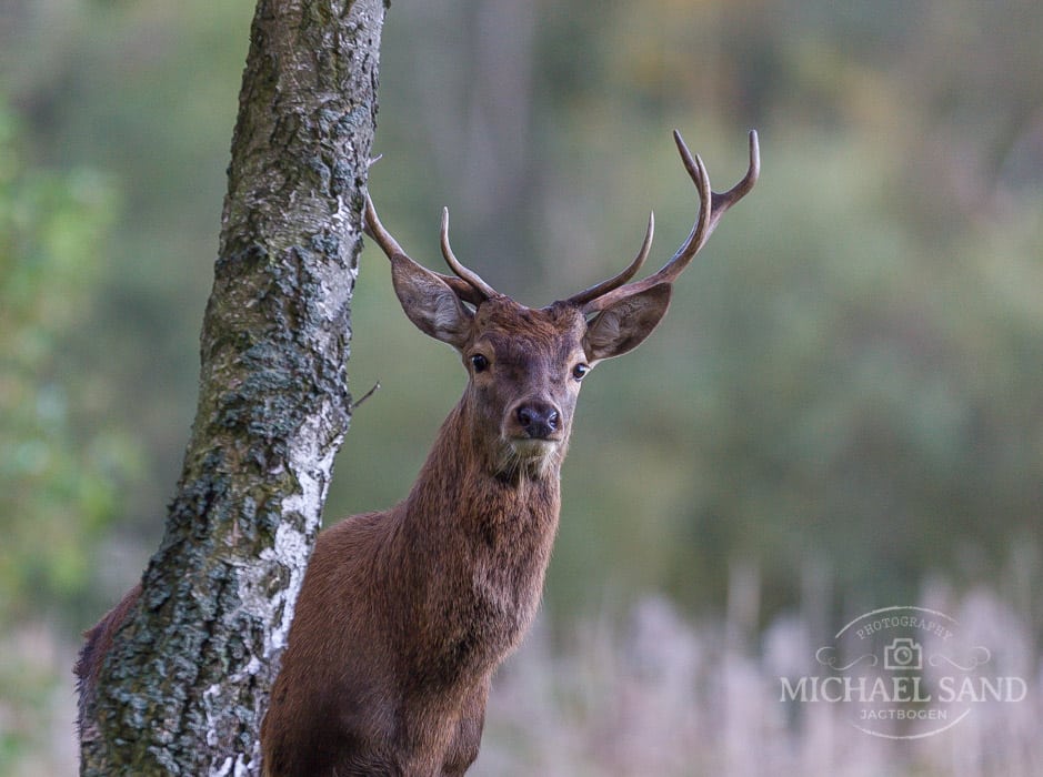 Kommentar til DJ-nyhedsbrev