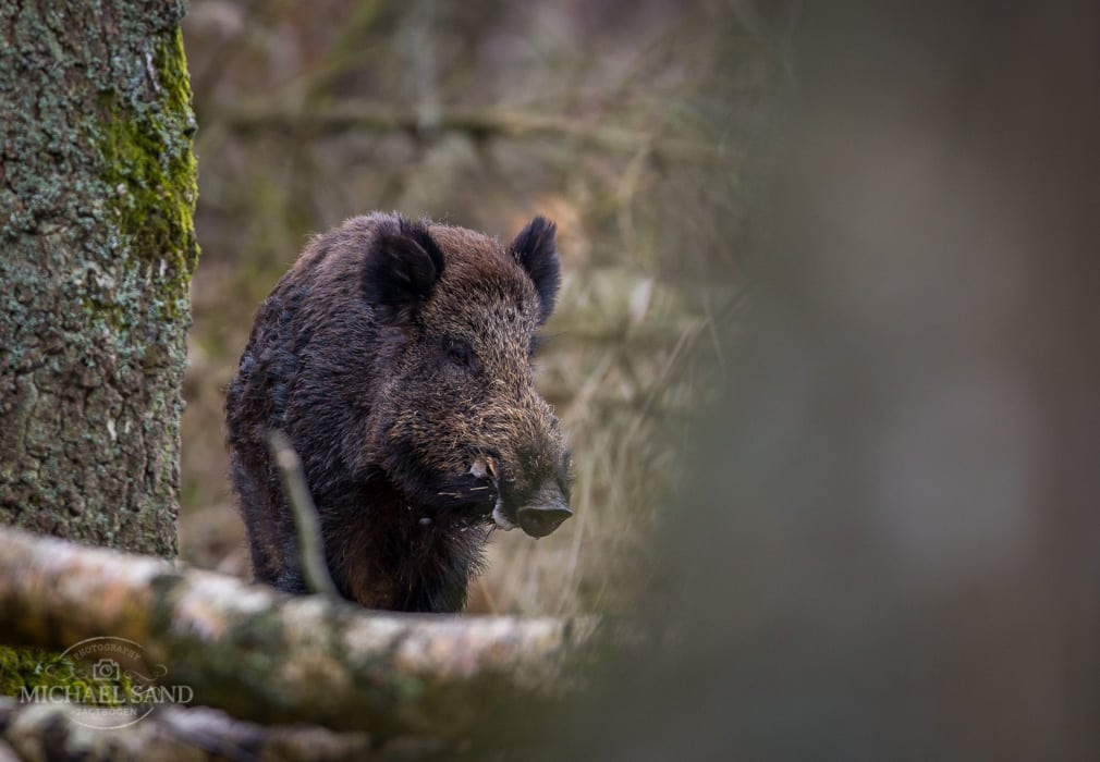 Jagtmuligheder kommer og går