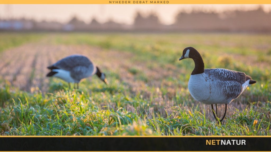Gåsehagl: Hvad anbefaler branchen?