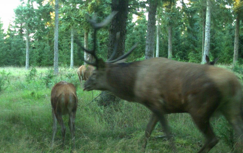 "Gamle Ole" fanget på vildtkamera