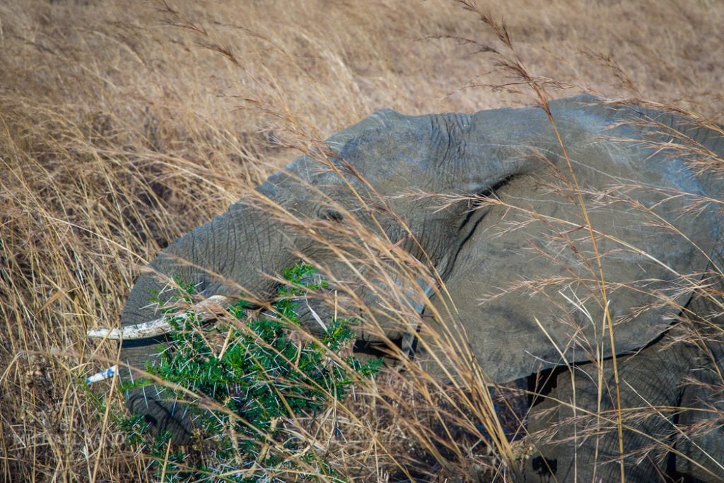 Afrikas elefant-bestand faldet med 111.000 på 10 år