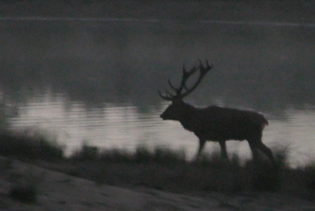 Hvor skarp er du? Aldersvurdering af kronhjort