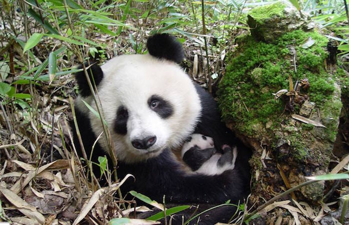 Kæmpepandaen ikke længere truet Kæmpepandaen ikke længere truet