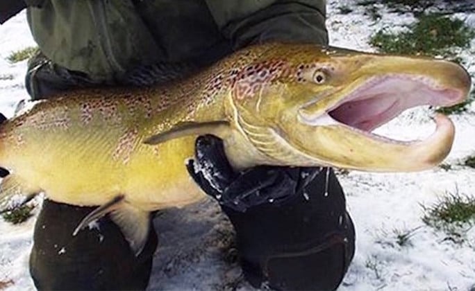 Laksene i Storå kan nu klare sig selv