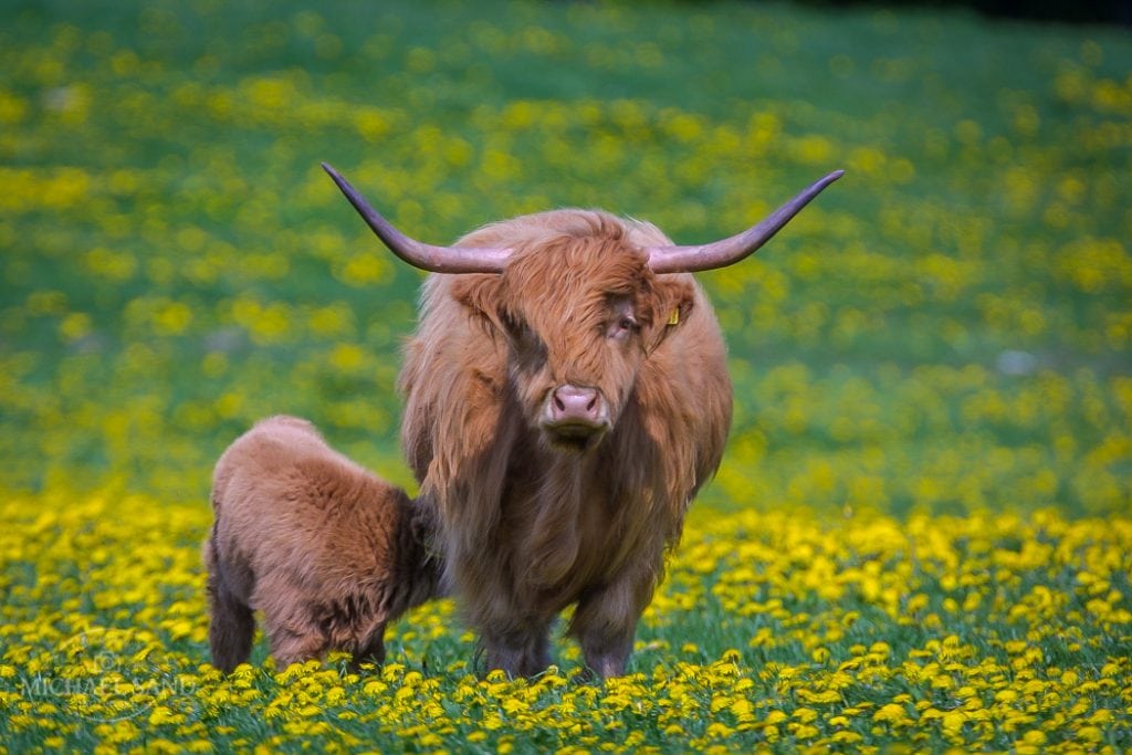 Kvæg skal redde sårbar natur