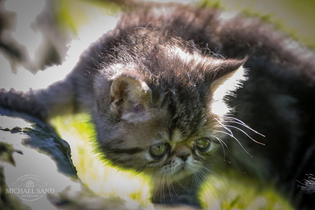 Katte skal redde den truede tiger Katte skal redde den truede tiger