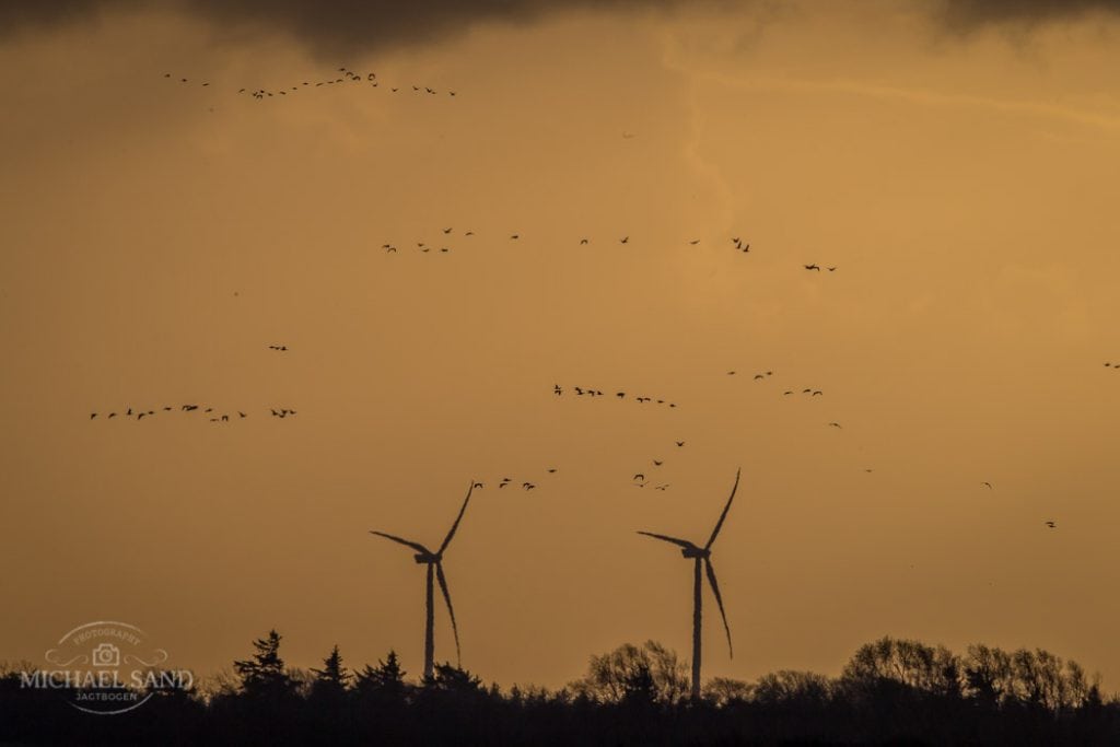 Vestjysk Landboforening: Gåsefremgang skal bremses