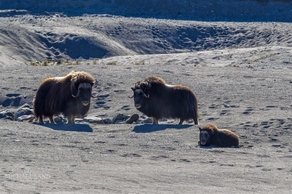 Grønlands moskusokser kan risikere at regne væk