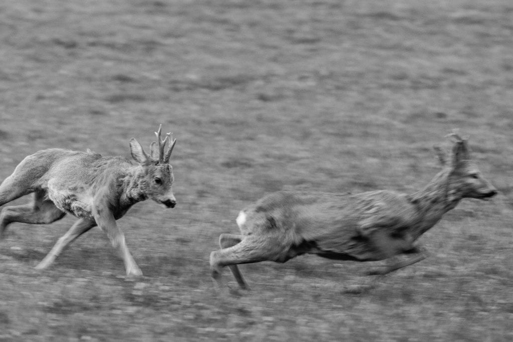 Det mener vi om meningstyranni og faglig begrundet jagtpolitik