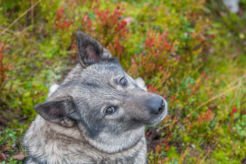 Video: Se jagthunds kamp for livet Video: Se jagthunds kamp for livet