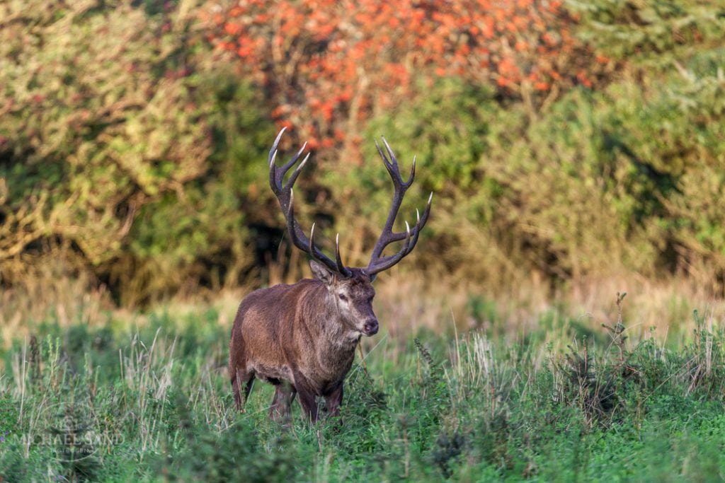 Søndagsfilm: Dansk kronvildt før og nu