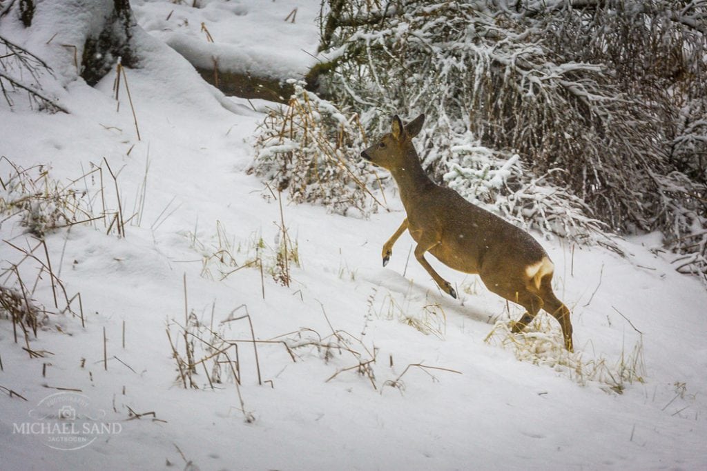 Undersøgelse: Råvildtjagt med hagl Undersøgelse: Råvildtjagt med hagl