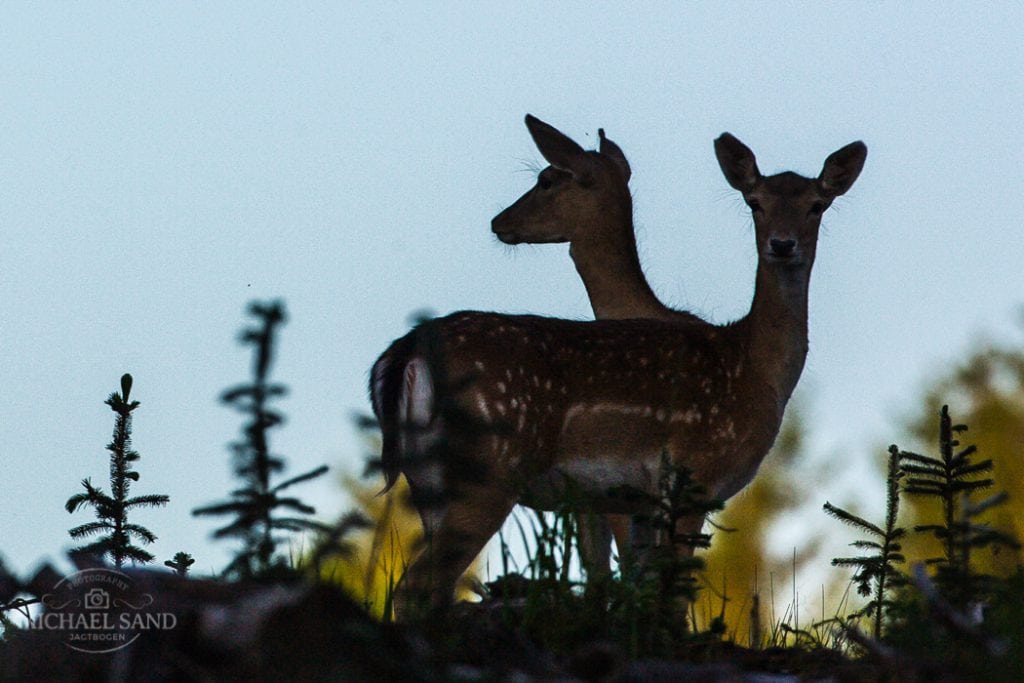 Søndagsfilm: Britisk februarjagt på rå- og dåvildt