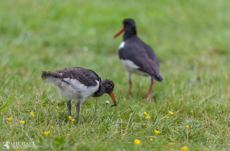 Lav vandstand i Limfjorden Lav vandstand i Limfjorden
