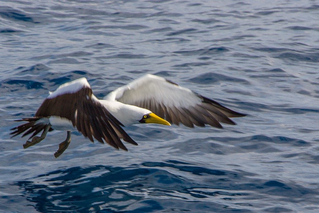 Havfugle beskyttes af ny lov i Namibia