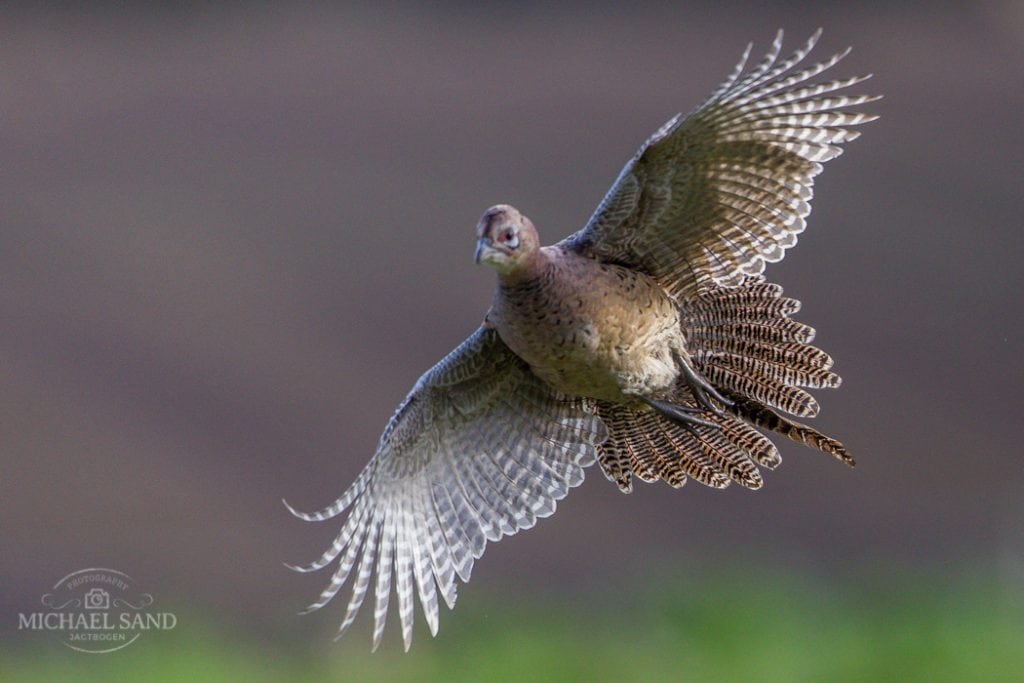 Kritisk fokus på import af opdrættet vildt